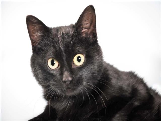 ROULETTE - Domestic Medium Hair available for adoption