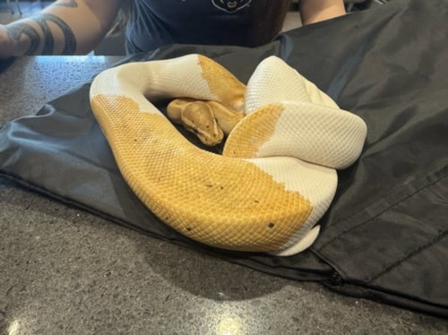 OATMEAL - Snake available for adoption