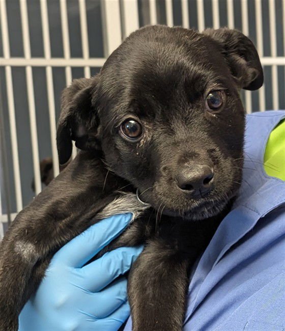 PUMBA - Cane Corso Mastiff / Australian Cattle Dog/Blue Heeler available for adoption