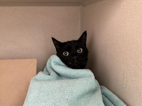 LEONIDAS - Domestic Short Hair available for adoption