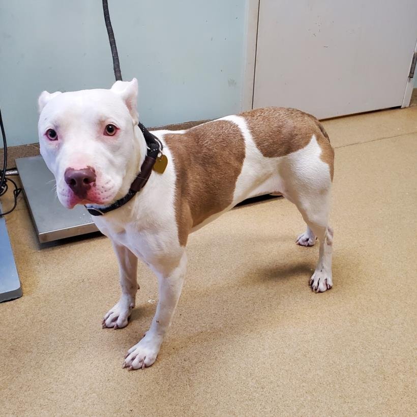 FERN - American Pit Bull Terrier available for adoption