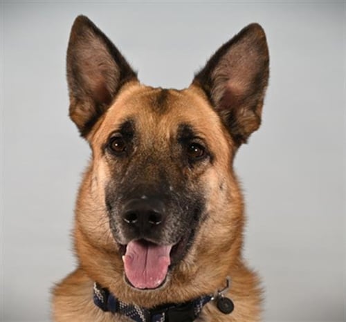 CY - German Shepherd Dog available for adoption