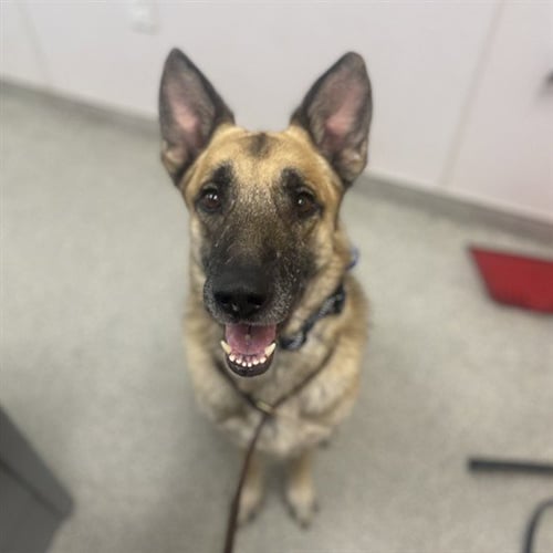 CY - German Shepherd Dog available for adoption
