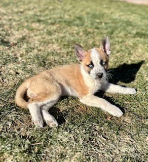 ASPEN - German Shepherd Dog / Siberian Husky available for adoption