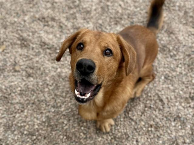 EUGENE - Basset Hound / Labrador Retriever available for adoption