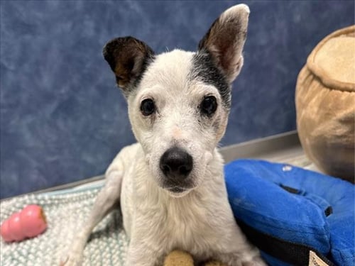 MAY BELL - Jack Russell Terrier (Parson Russell Terrier) available for adoption