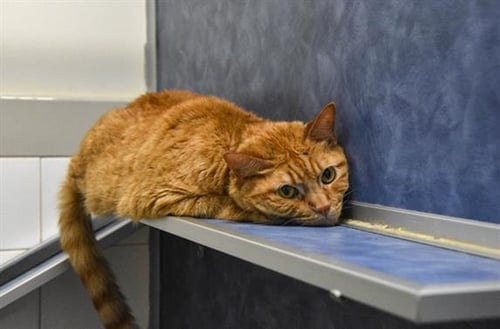 LINCOLN - Domestic Short Hair available for adoption