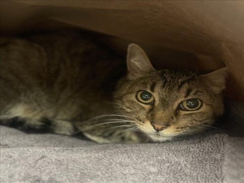 VEX - Domestic Short Hair available for adoption