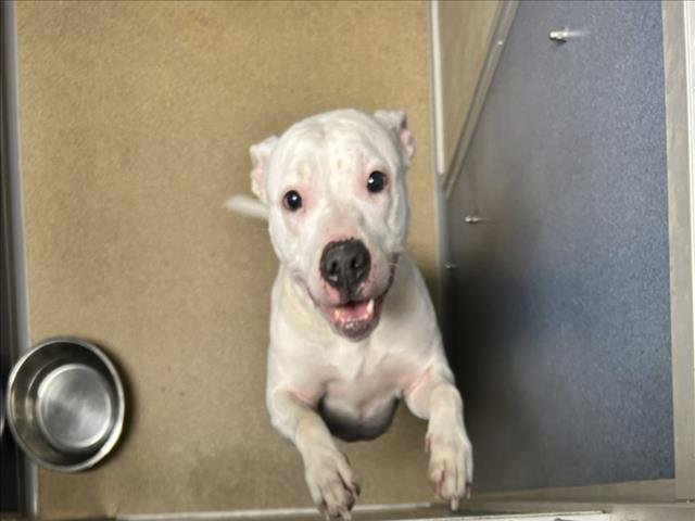 KODA - Pit Bull Terrier available for adoption