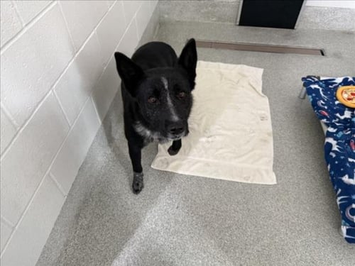 GABO - German Shepherd Dog available for adoption