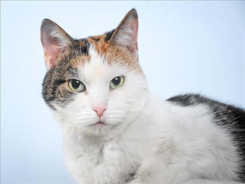 DIXIE - Domestic Short Hair available for adoption