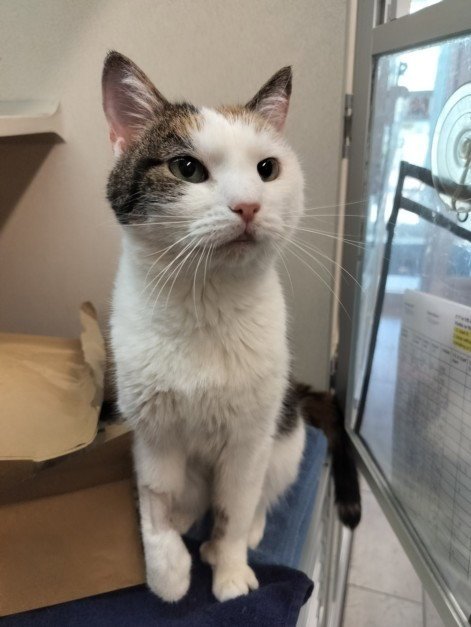 DIXIE - Domestic Short Hair available for adoption
