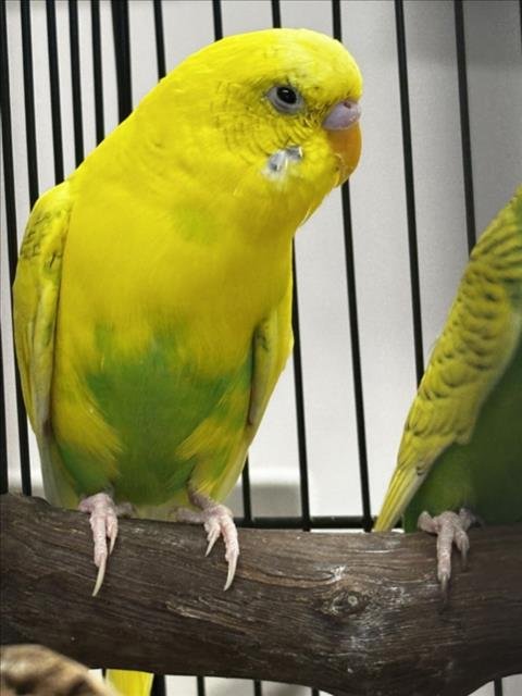 SUNNY - Budgie/Budgerigar available for adoption