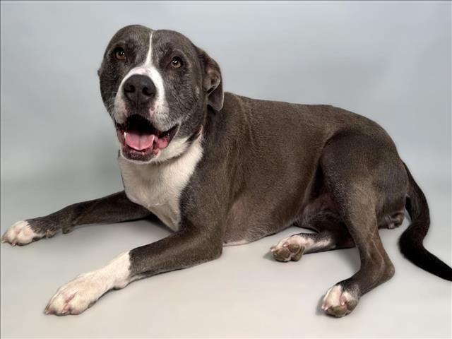 MILLIE - American Pit Bull Terrier available for adoption