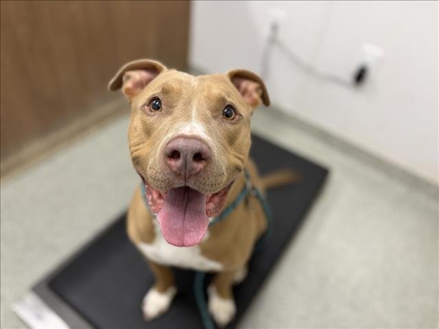 REX - American Pit Bull Terrier available for adoption