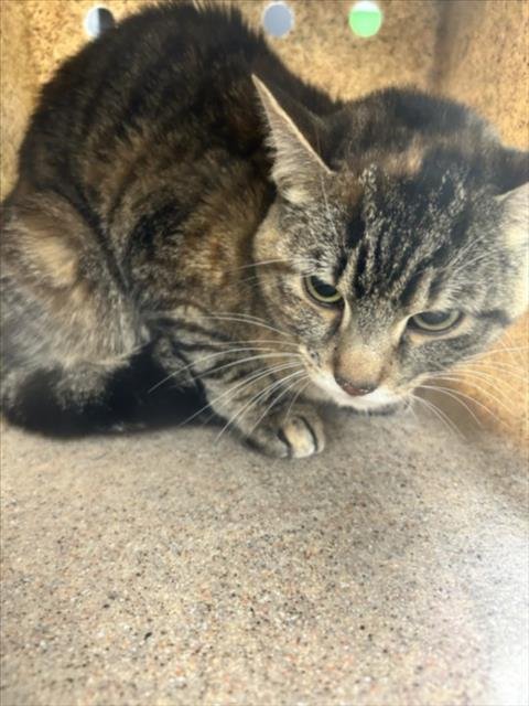 BABY ROMEOW - Domestic Short Hair available for adoption