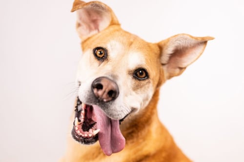 CHICA - Labrador Retriever available for adoption