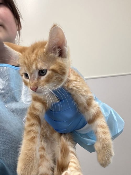 AMYGDALA - Domestic Short Hair available for adoption