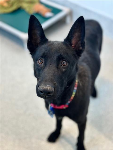 TURBO - Dutch Shepherd available for adoption