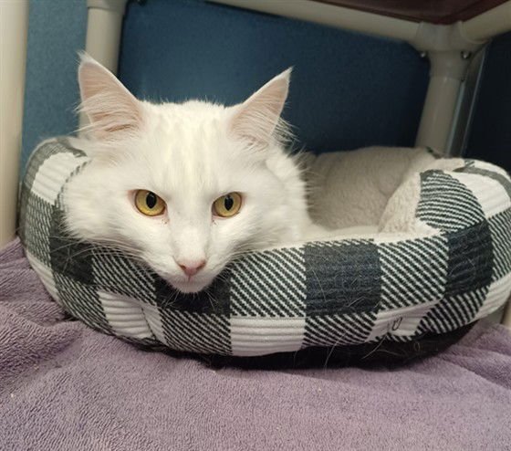 POPPY - Domestic Long Hair available for adoption