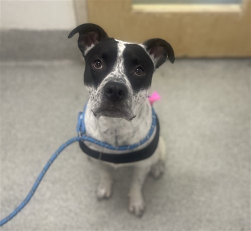 ROCKO - Pit Bull Terrier / Australian Cattle Dog/Blue Heeler for adoption in Fort Collins