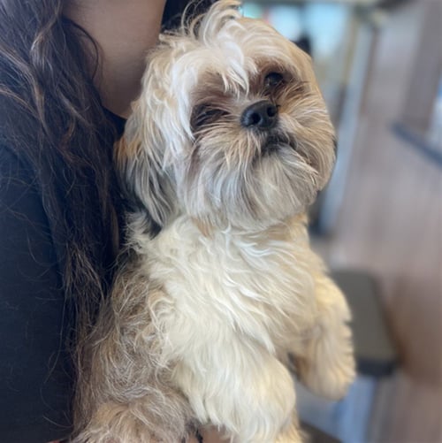 LUCA - Shih Tzu available for adoption