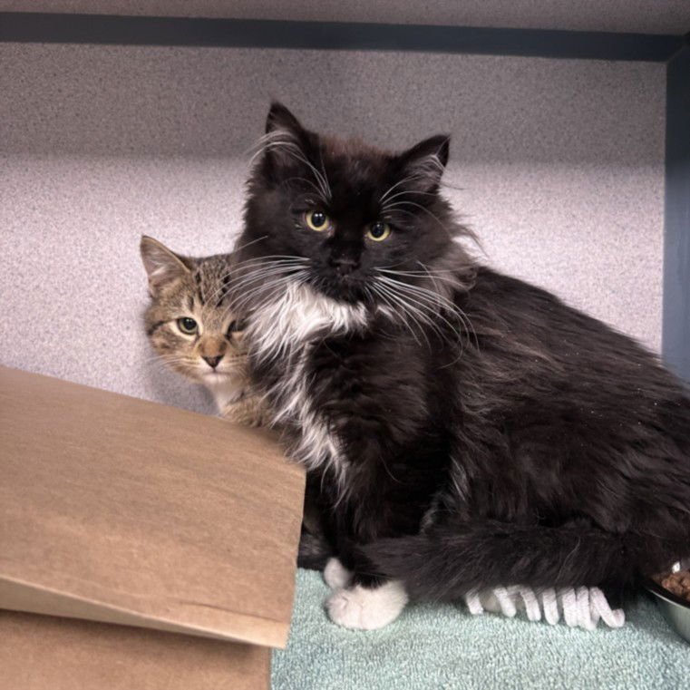 CLEMENTINE - Domestic Short Hair available for adoption