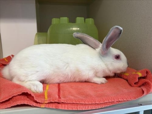 WAFFLE - Shorthaired Rabbit available for adoption