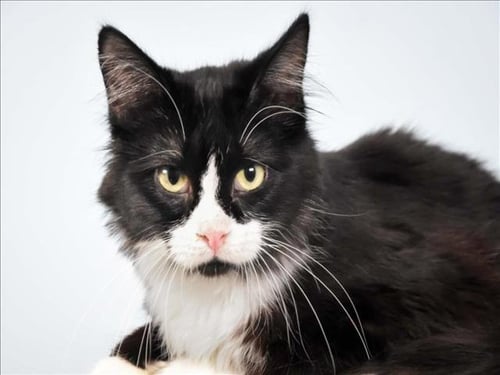 KIWI - Domestic Short Hair available for adoption