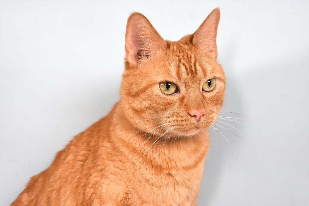 OLIVER - Domestic Medium Hair available for adoption