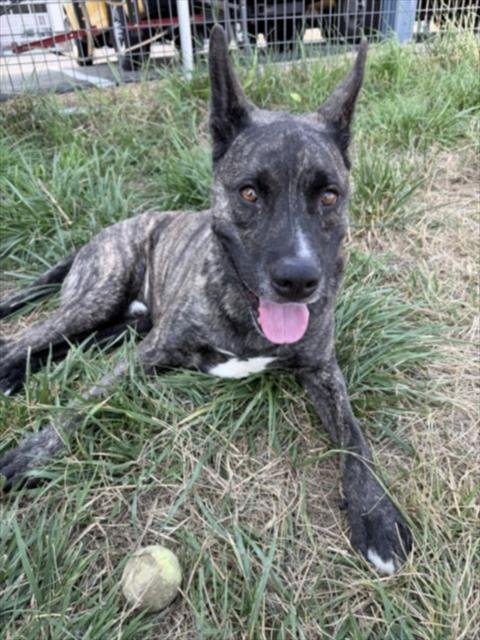 BRUNO - Dutch Shepherd available for adoption