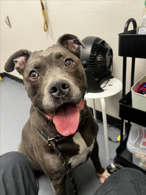 KUBIAK - Pit Bull Terrier available for adoption