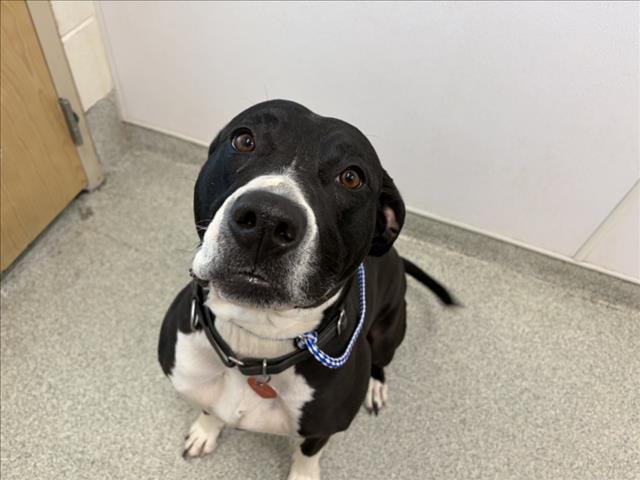 PRINCESS - Pit Bull Terrier available for adoption