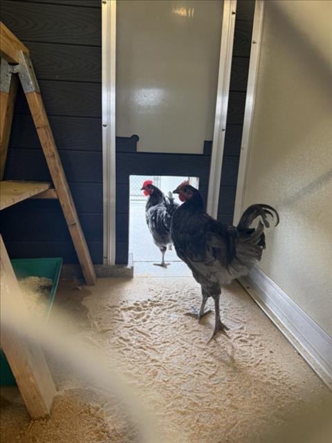 RAUL - Chicken available for adoption