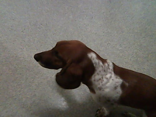 MAISIE - Basset Hound available for adoption