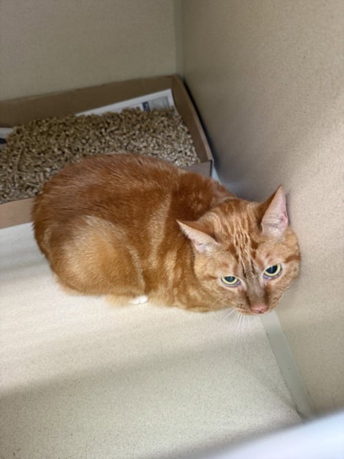 BETHANY - Domestic Short Hair available for adoption