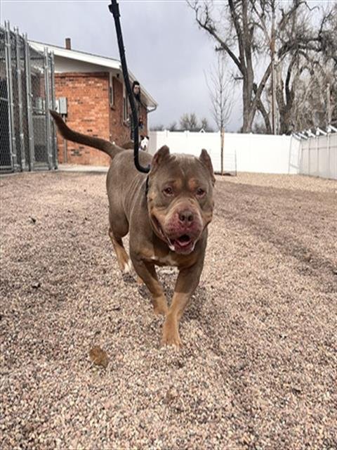 CYRUS - American Bulldog / American Staffordshire Terrier available for adoption