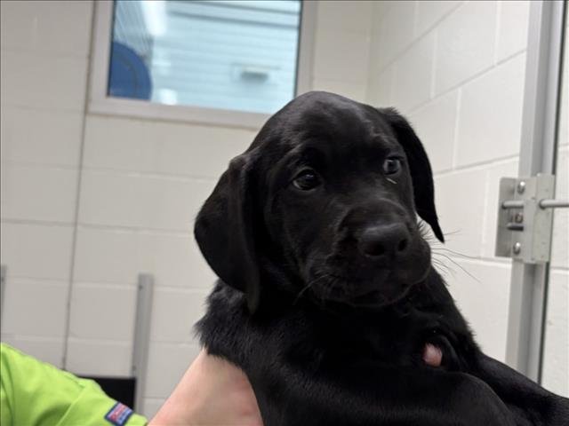 CUPID - Labrador Retriever / Great Dane available for adoption