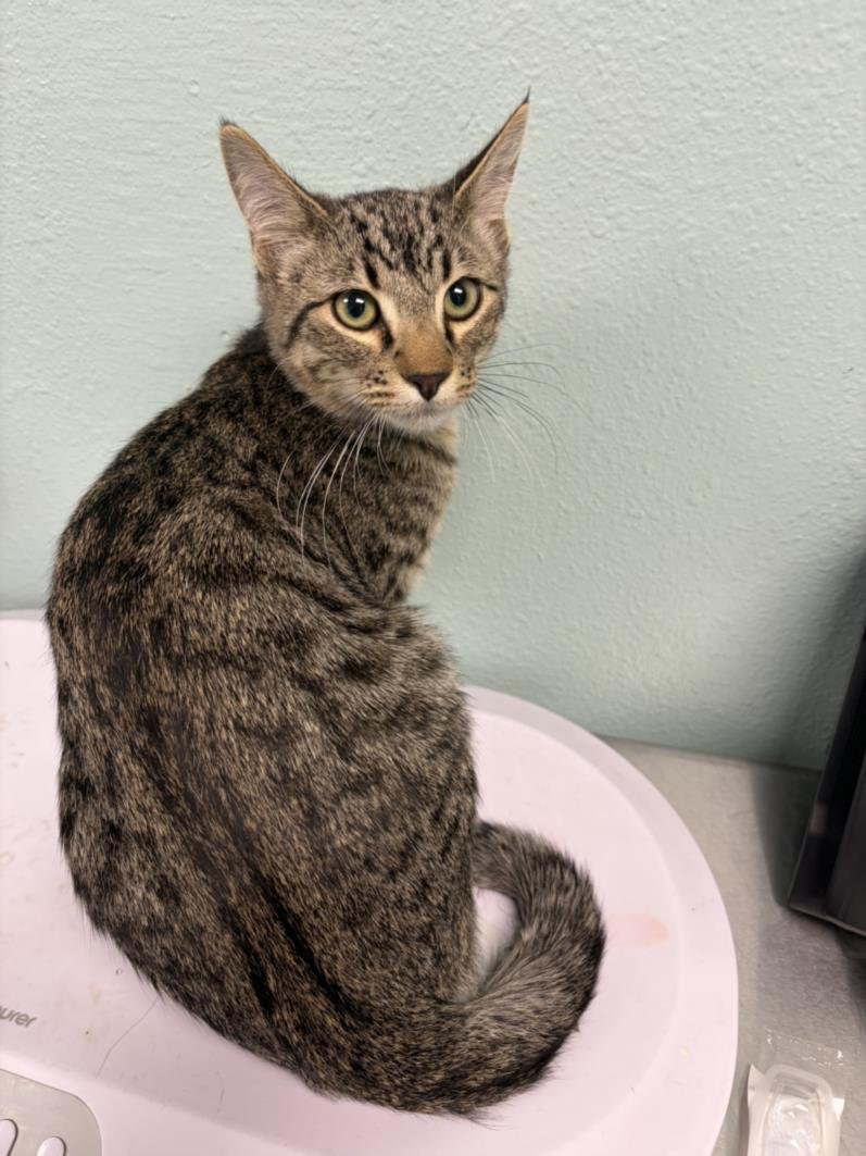 DUCKY - Domestic Short Hair available for adoption