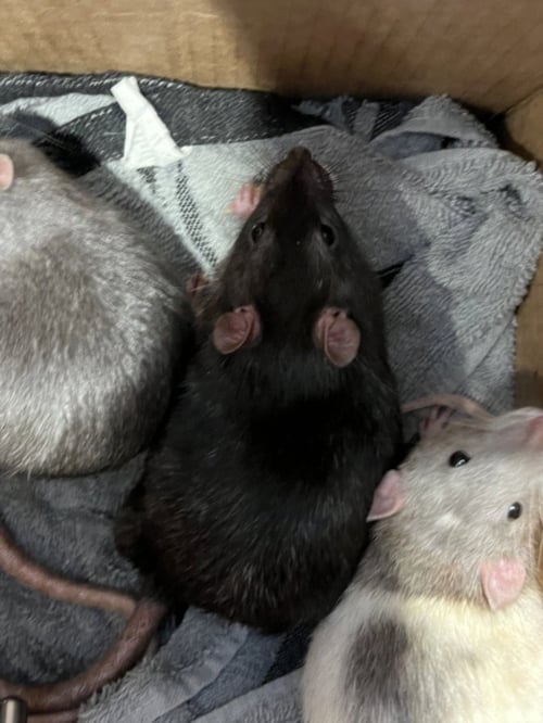 SIGGY - Rat available for adoption