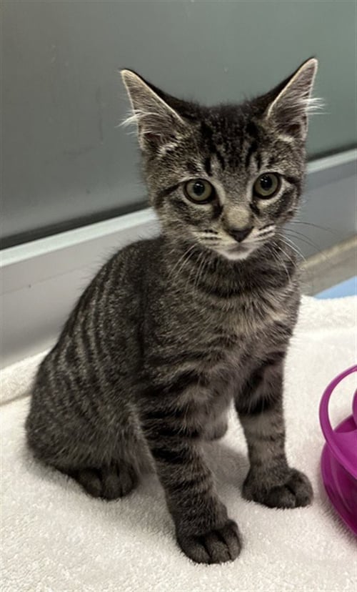 LUDO - Domestic Short Hair available for adoption