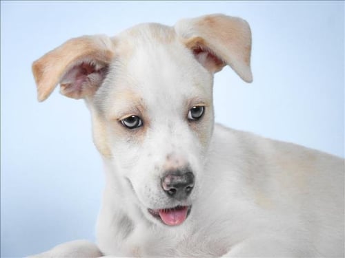 HARLEY - Australian Cattle Dog/Blue Heeler available for adoption