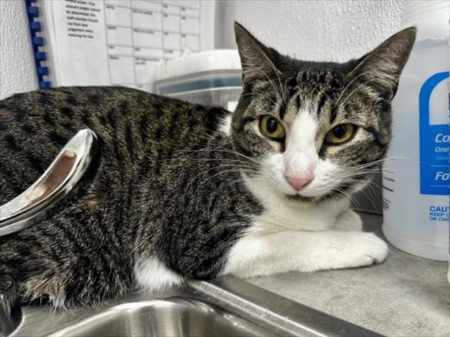 PRETZEL - Domestic Short Hair available for adoption