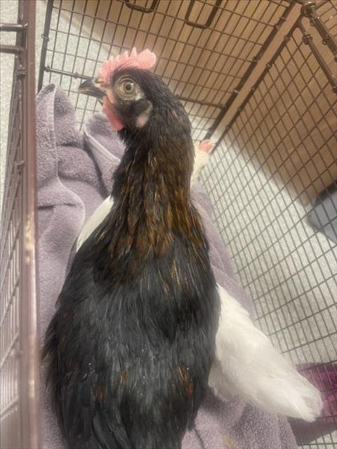CHIRP - Chicken available for adoption