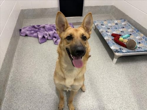 LAYLA - German Shepherd Dog available for adoption