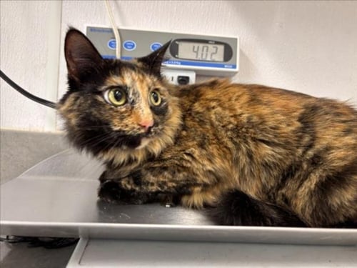 MAYA - Domestic Medium Hair for adoption in Fort Collins
