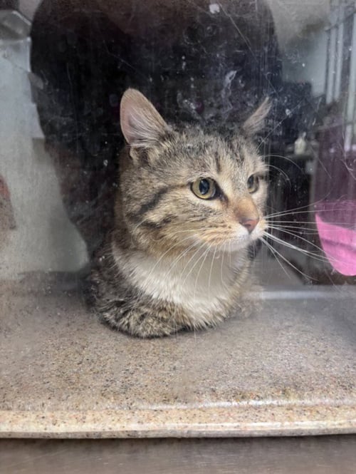 MAGNETO - Domestic Short Hair available for adoption