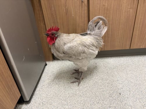 TONY - Chicken available for adoption
