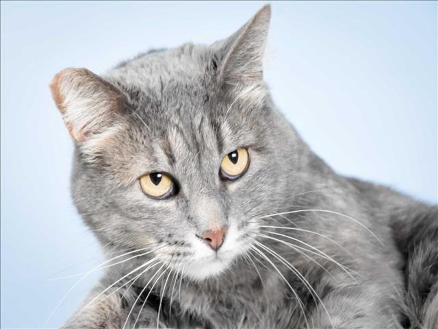 SQUEAKY - Domestic Short Hair available for adoption