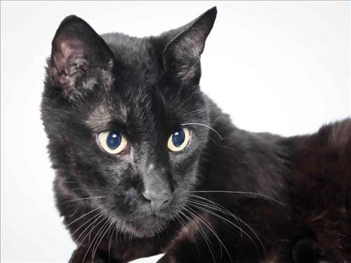 EDUARDO - Domestic Short Hair available for adoption
